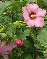 Rose of sharon often have a deep red splotch, or eye in the center of each flower.