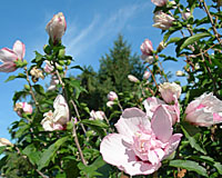 Some rose of sharon varieties have double blooms.