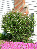 Rose of sharon can grow eight to twelve feet tall and wide over ten years.