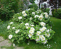 Tree peonies produce beautiful flowers for about a month, then contribute interesting foliage texture rest of the growing season.