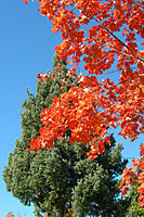 Despite warm evenings through October, colorful fall foliage wasn't hard to find.