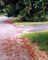 Many crabapples dropped their fruit as soon as they are ripe, creating a sticky mess.