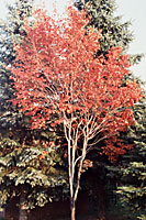 The fall foliage color of serviceberry ranges from yellow, through orange to scarlet.