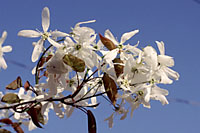 The pure white, five-petaled flowers of serviceberry are effective for about a week in late April through early May.