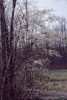 This serviceberry is in full bloom along a stream just outside of Marcellus, New York.