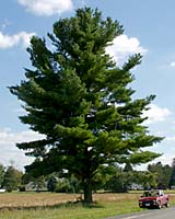 Often planted no more than ten feet apart in Central New York landscapes white pine trees can easily grow to heights of 100 feet a spreads of greater than 40 feet in only fifty years!