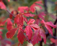 The leaves of paperbark maple turn a rich red each October.