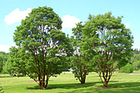 This cluster of three paperbark maple trees at Cornell Plantations is stunning year-round!