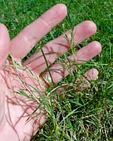 The matted, toupee-like growth habit of bentgrass is not desirable in lawns consisting primarily of Kentucky bluegrass, fine fescue, perennial ryegrass and/or turf-type tall fescues.