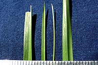 From left to right are leaf blades of turf-type tall fescue, Kentucky bluegrass, fine leaf fescue and perennial ryegrass.