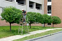 If you have to leave the ground to prune any plant in your landscape, I recommend calling in the services of a trained - and insured - professional. And, by all means, do not operate gas or electric powered hedge shears while standing on a ladder as in this picture!