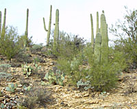 Its funny how cactus manage to thrive in what look to me to be pretty poor desert soil!