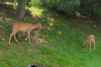 This doe and fawn were feeding liesurely along a busy street in the middle of the day.