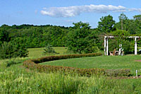 Even in a very rural setting, the brown-tinged arc of yews was heavily browsed by deer!