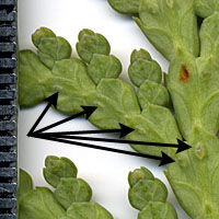 Tiny glands on the underside of the compressed leaves of arborvitae are a distinguishing characteristic.