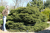 Bird's nest spruce can grow four to six feet tall and eight to twelve feet wide in time.