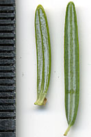 Note the small stem at the base of the hemlock needle, at right, as compared to the fraser fir needle at left.