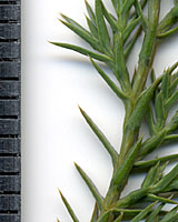 The awl-shaped juvenile needles of junipers are less than one-third of an inch long, very pointed and therefore very sharp!