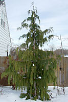 Weeping Nootka falsecypress is becoming increasingly common in Central New York landscape plantings.