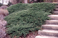 Sargent juniper is an outstanding choice for covering large amounts of ground on steep, sunny slopes.