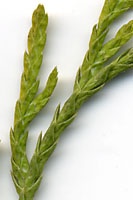 The wispy stems of threadleaf falsecypress lack the sharp, awl-shaped needles characteristic of junipers.