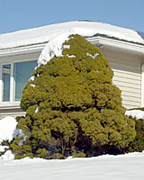 Dwarf Alberta spruce can grow ten to fifteen feet tall here in Central New York.