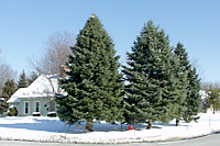 Concolor fir can grow at least fifty feet tall and twenty to thirty feet wide in Central New York landscapes.
