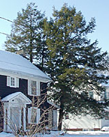 Would you really want to plant something that gets as big as the Canadian hemlock in this picture within feet of the corner of your home?