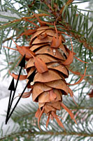 The cones of Douglasfir have distinctive three-pronged bracts that extend out from under individual scales.
