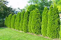 Here, `Emerald' arborvitae are planted as a hedge to define a property line.