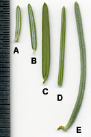 From left to right; balsam fir (A), hemlock (B), yew (C), Douglasfir (D), and concolor fir (E).