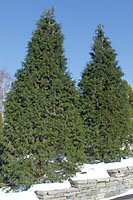 Many hinoki falsecypress cultivars are similar in appearance to ur native arborvitae.