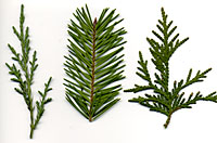 Junipers, left, have awl-shaped leaves, Douglasfir, center, have needle-like leaves, and arborvitae, right, have scale-like leaves.