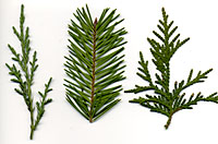 Evergreen Tree Identification Chart