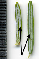 The pale white bands on the underside of fir tree needles spread almost to the edge of the needles, while the bands on the underside of hemlock needles remian close to the central vein.