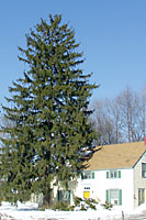 Norway spruce grow much too big for all but very large properties!