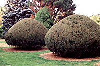 Yews are very tolerant of harsh shearing into myriad interesting shapes!