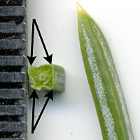 Spruce needles are square in cross section.