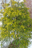 Somewhat similar in appearance to junipers, the branchlets of threadleaf falsecypress lack sharp, awl-like needles.