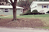 A lack of light and water makes it difficult, if not impossible to grow grass under large trees.