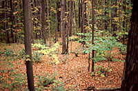 Leaves on the forest floor gradually decay, returning valuable nutrients and organic matter to the soil.