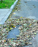Leaves that are raked to the curb are often washed into catch basins before they can be collected.