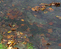Leaves washed into catch basins often end up in our streams, rivers and lakes.