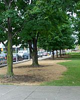 The lawn under these maple trees had never grown well because of the dense shade cast by the trees. So, what grass was growing was killed in preparation for the installation of dry shade-tolerant perennials.