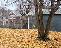 Norway maple leaves are notorious for now dropping until very late in the fall and are often brought down by the first heavy snowfall.