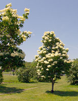 Japanese tree lilac blooms right at the end of June in Central New York.