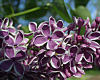 The white-edged flowers of Sensation lilac are one-of-a-kind!