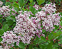 The icy blue flowers of dwarf Korean lilac are lightly fragrant.