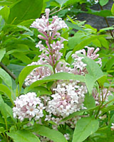James Macfarlane lilac bears light pink flowers from late May throguh the first week or so in June.