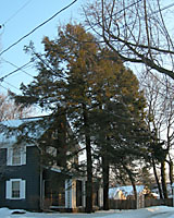 Often planted at the corners of homes, hemlocks hrow into very large trees!